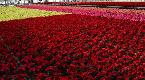 Poinsettias